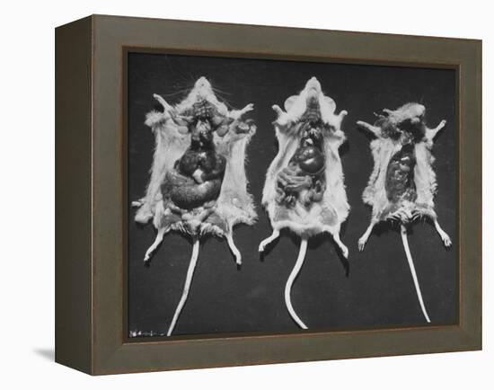 Rats That Were Suffering from Radiation Poison from an Experiment are Shown Here During an Autopsy-null-Framed Premier Image Canvas