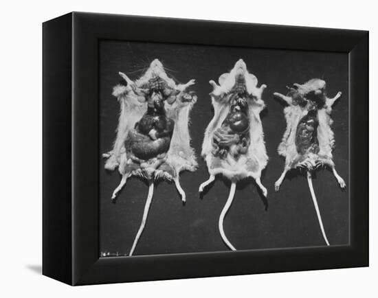 Rats That Were Suffering from Radiation Poison from an Experiment are Shown Here During an Autopsy-null-Framed Premier Image Canvas