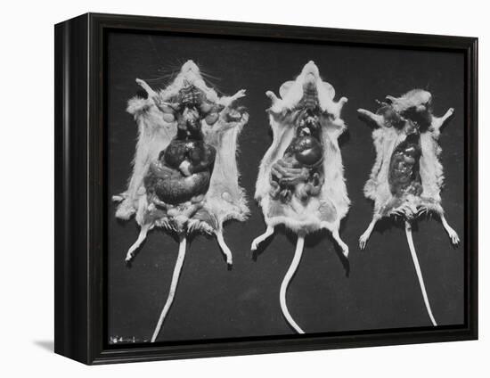 Rats That Were Suffering from Radiation Poison from an Experiment are Shown Here During an Autopsy-null-Framed Premier Image Canvas