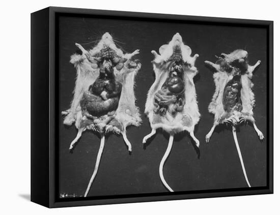 Rats That Were Suffering from Radiation Poison from an Experiment are Shown Here During an Autopsy-null-Framed Premier Image Canvas