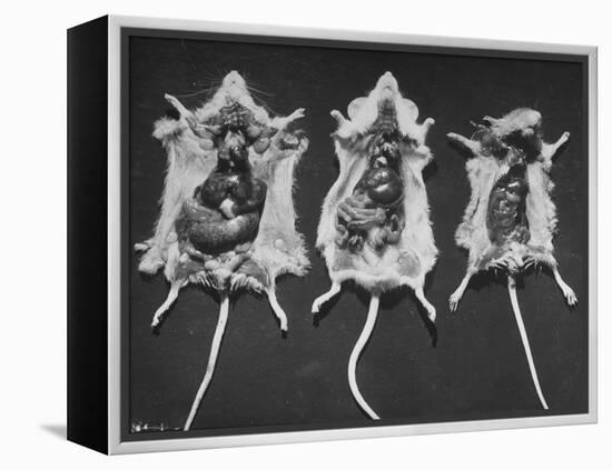 Rats That Were Suffering from Radiation Poison from an Experiment are Shown Here During an Autopsy-null-Framed Premier Image Canvas