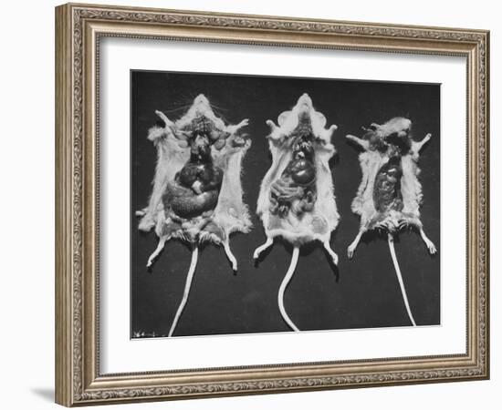 Rats That Were Suffering from Radiation Poison from an Experiment are Shown Here During an Autopsy-null-Framed Photographic Print