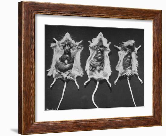 Rats That Were Suffering from Radiation Poison from an Experiment are Shown Here During an Autopsy-null-Framed Photographic Print