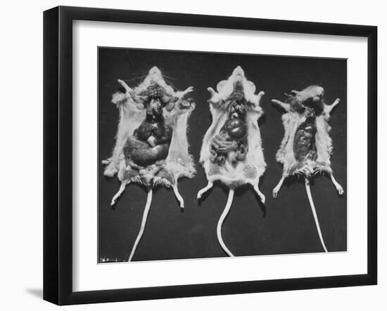 Rats That Were Suffering from Radiation Poison from an Experiment are Shown Here During an Autopsy-null-Framed Photographic Print