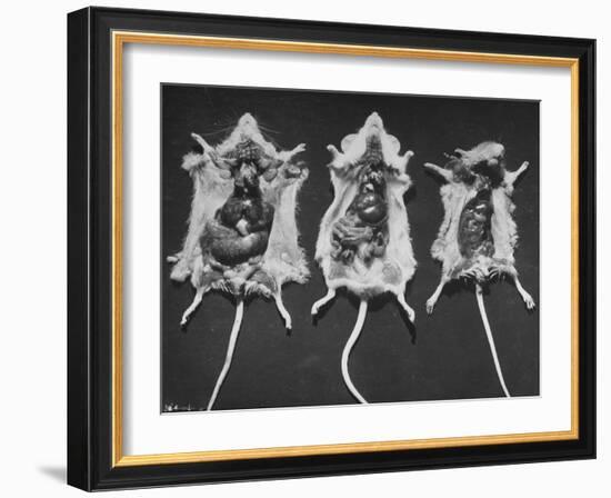 Rats That Were Suffering from Radiation Poison from an Experiment are Shown Here During an Autopsy-null-Framed Photographic Print