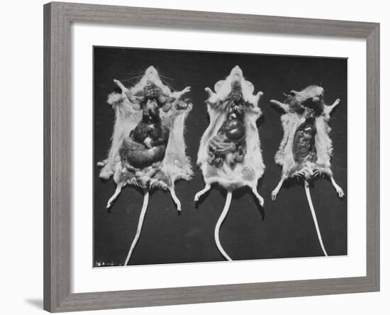 Rats That Were Suffering from Radiation Poison from an Experiment are Shown Here During an Autopsy-null-Framed Photographic Print