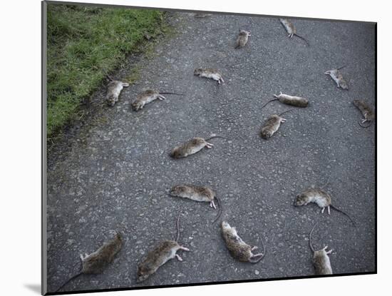 Rats-Robert Brook-Mounted Photographic Print