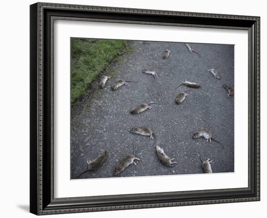 Rats-Robert Brook-Framed Photographic Print