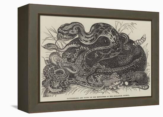 Rattlesnake and Young in the Menagerie of the Zoological Society-null-Framed Premier Image Canvas