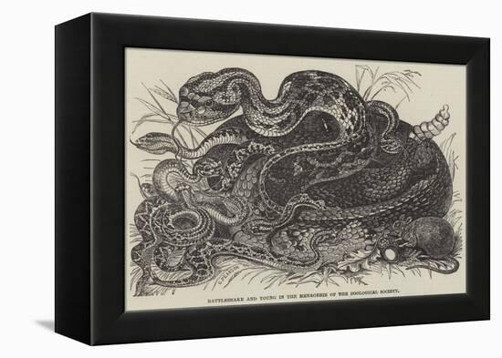 Rattlesnake and Young in the Menagerie of the Zoological Society-null-Framed Premier Image Canvas