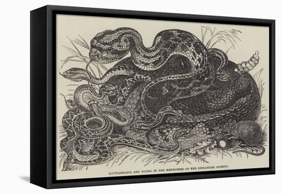 Rattlesnake and Young in the Menagerie of the Zoological Society-null-Framed Premier Image Canvas