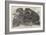 Rattlesnake and Young in the Menagerie of the Zoological Society-null-Framed Giclee Print