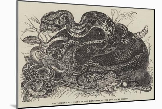 Rattlesnake and Young in the Menagerie of the Zoological Society-null-Mounted Giclee Print