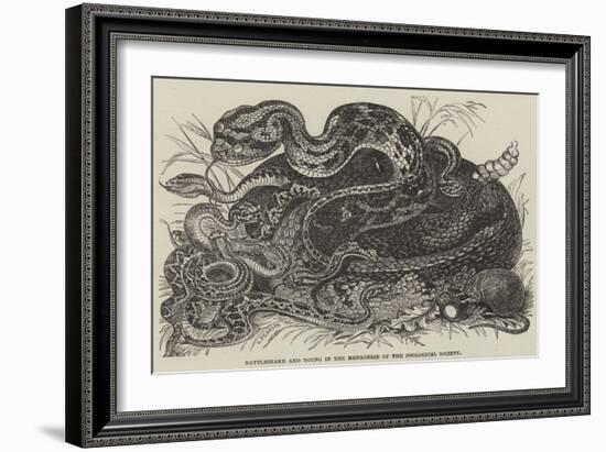 Rattlesnake and Young in the Menagerie of the Zoological Society-null-Framed Giclee Print