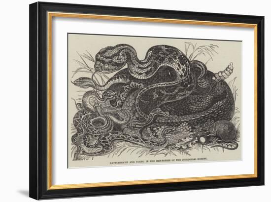 Rattlesnake and Young in the Menagerie of the Zoological Society-null-Framed Giclee Print