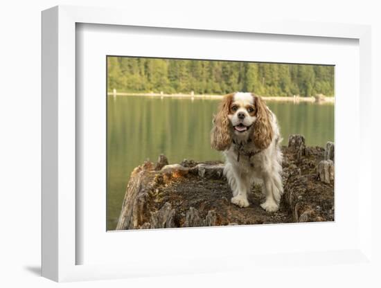 Rattlesnake Lake Recreation Area, North Bend, WA. Cavalier King Charles Spaniel standing on stump.-Janet Horton-Framed Photographic Print