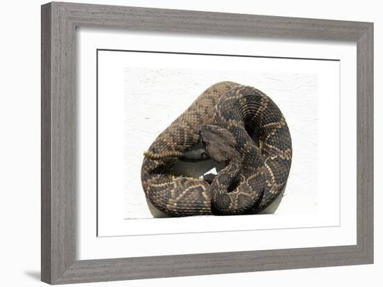 Rattlesnake Rodeo In Opp, Alabama-Carol Highsmith-Framed Art Print