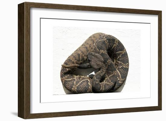 Rattlesnake Rodeo In Opp, Alabama-Carol Highsmith-Framed Art Print