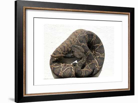 Rattlesnake Rodeo In Opp, Alabama-Carol Highsmith-Framed Art Print