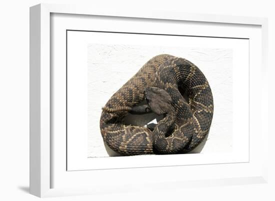 Rattlesnake Rodeo In Opp, Alabama-Carol Highsmith-Framed Art Print