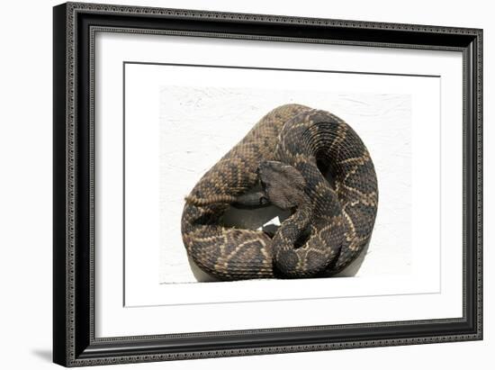 Rattlesnake Rodeo In Opp, Alabama-Carol Highsmith-Framed Art Print