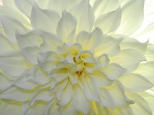 Close Up of a White Dahlia Flower by Raul Touzon