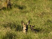 Roe Deer (Capreolus Capreolus) Lying in Long Grass with Fawn, Matsalu National Park, Estonia, May-Rautiainen-Photographic Print