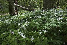 Yellow Anemone (Anemone Ranunculoides) and Wood Anemone Flowers (Anemone Nemorosa) Estonia, May-Rautiainen-Photographic Print