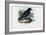 Raven, 1863-79-Raimundo Petraroja-Framed Giclee Print