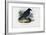 Raven, 1863-79-Raimundo Petraroja-Framed Giclee Print