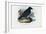 Raven, 1863-79-Raimundo Petraroja-Framed Giclee Print