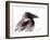 Raven 2-Suren Nersisyan-Framed Art Print