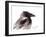 Raven 2-Suren Nersisyan-Framed Art Print