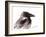 Raven 2-Suren Nersisyan-Framed Art Print