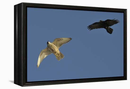 Raven (Corvus Corax) Mobbing Gyrfalcon (Falco Rusticolus)-Staffan Widstrand-Framed Premier Image Canvas