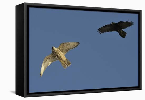 Raven (Corvus Corax) Mobbing Gyrfalcon (Falco Rusticolus)-Staffan Widstrand-Framed Premier Image Canvas