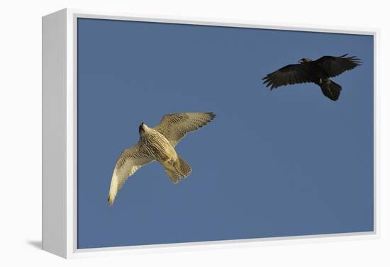 Raven (Corvus Corax) Mobbing Gyrfalcon (Falco Rusticolus)-Staffan Widstrand-Framed Premier Image Canvas