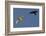 Raven (Corvus Corax) Mobbing Gyrfalcon (Falco Rusticolus)-Staffan Widstrand-Framed Photographic Print