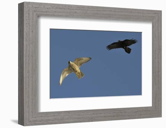 Raven (Corvus Corax) Mobbing Gyrfalcon (Falco Rusticolus)-Staffan Widstrand-Framed Photographic Print