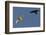 Raven (Corvus Corax) Mobbing Gyrfalcon (Falco Rusticolus)-Staffan Widstrand-Framed Photographic Print