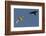 Raven (Corvus Corax) Mobbing Gyrfalcon (Falco Rusticolus)-Staffan Widstrand-Framed Photographic Print