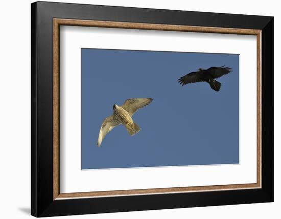 Raven (Corvus Corax) Mobbing Gyrfalcon (Falco Rusticolus)-Staffan Widstrand-Framed Photographic Print