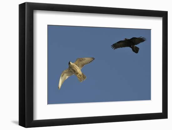 Raven (Corvus Corax) Mobbing Gyrfalcon (Falco Rusticolus)-Staffan Widstrand-Framed Photographic Print