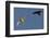 Raven (Corvus Corax) Mobbing Gyrfalcon (Falco Rusticolus)-Staffan Widstrand-Framed Photographic Print