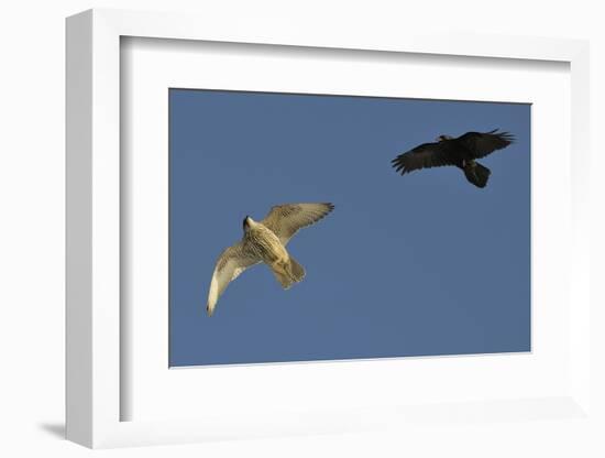 Raven (Corvus Corax) Mobbing Gyrfalcon (Falco Rusticolus)-Staffan Widstrand-Framed Photographic Print