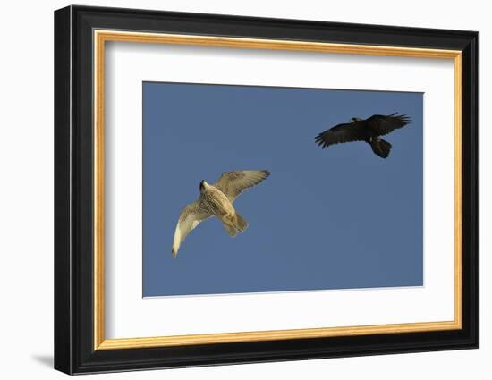 Raven (Corvus Corax) Mobbing Gyrfalcon (Falco Rusticolus)-Staffan Widstrand-Framed Photographic Print