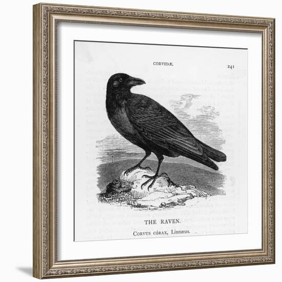 Raven (Corvus Corax) Perching on a Rock-null-Framed Photographic Print