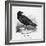 Raven (Corvus Corax) Perching on a Rock-null-Framed Photographic Print