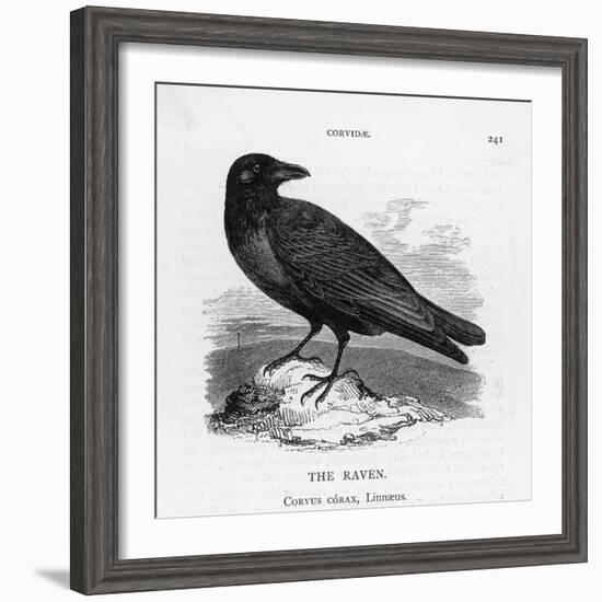 Raven (Corvus Corax) Perching on a Rock-null-Framed Photographic Print