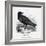 Raven (Corvus Corax) Perching on a Rock-null-Framed Photographic Print